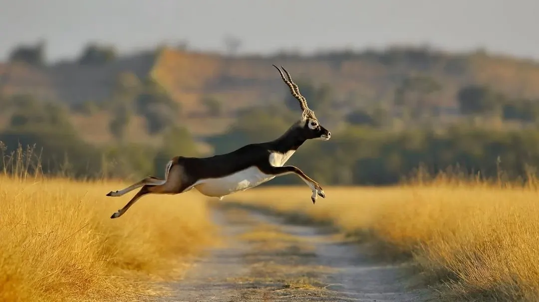 wildlife Tours by Vanyarra