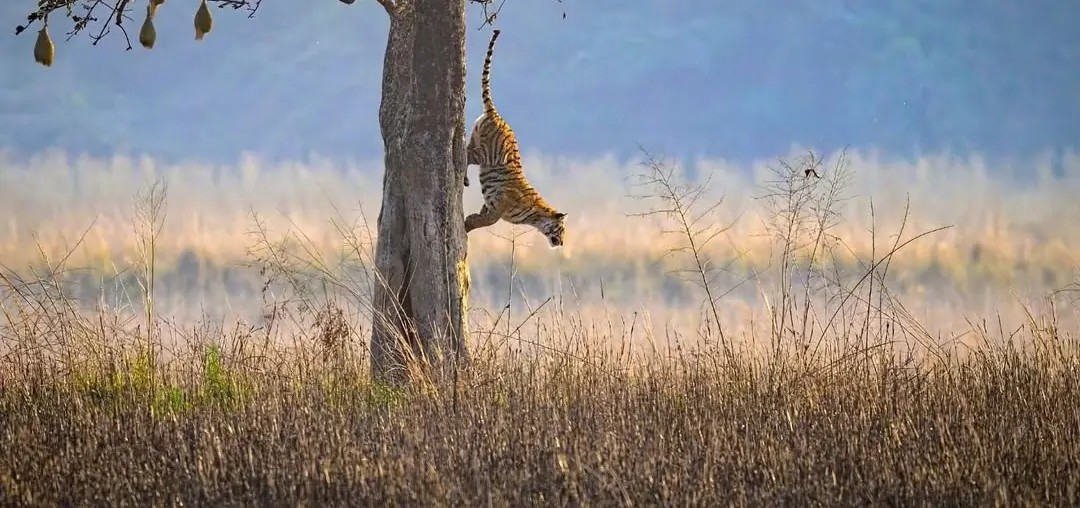 Jim-corbett national park tour package