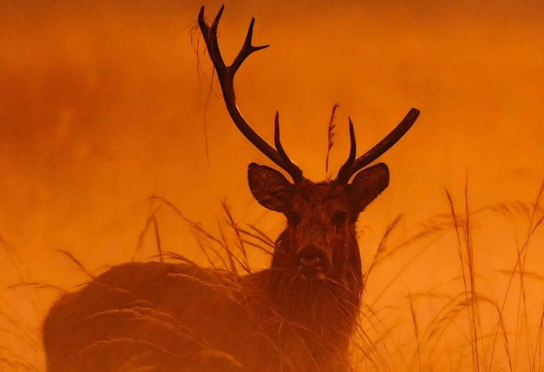 Kanha Tiger Safari Tour Package