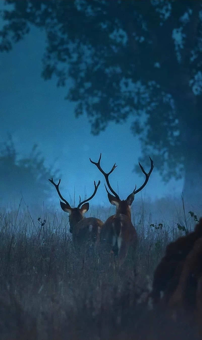 kanha Tiger Safari Tour Package