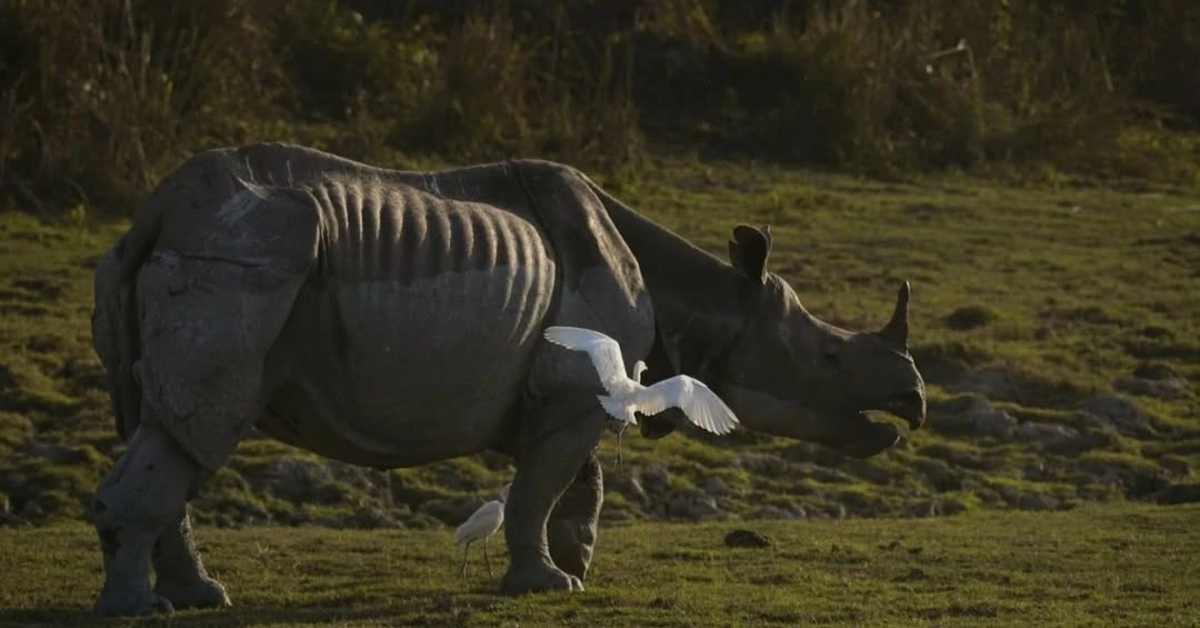 Kaziranga national park tour package