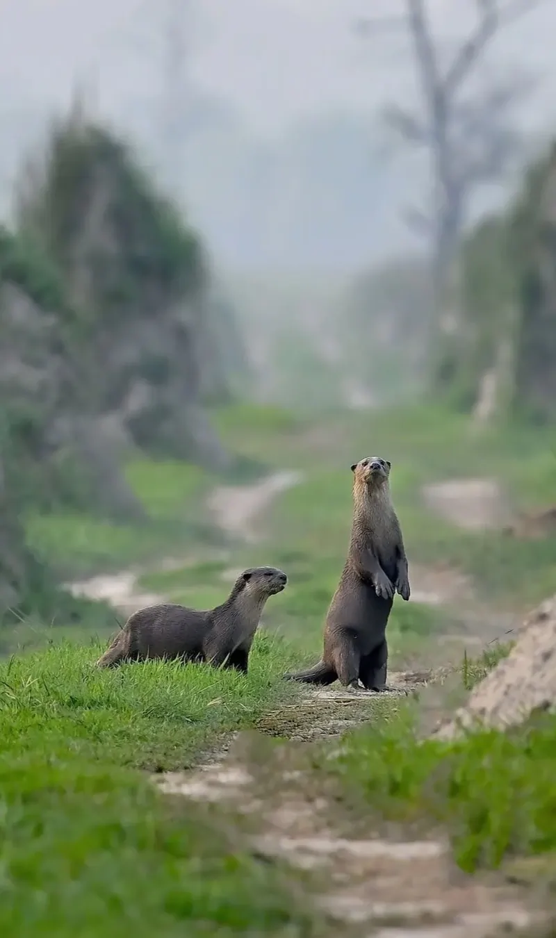 Panna Tiger Safari Tour Package