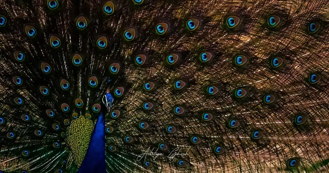 Panna Tiger Safari Tour Package