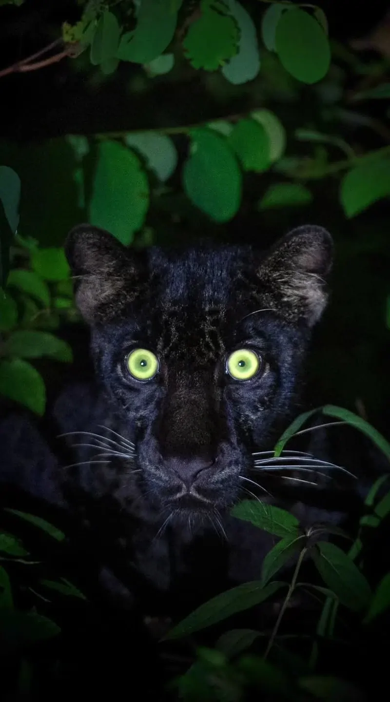 pench Tiger Safari Tour Package