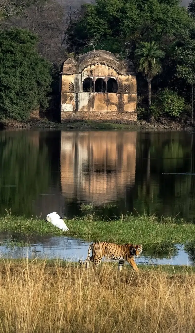 Ranthambore national park tour package