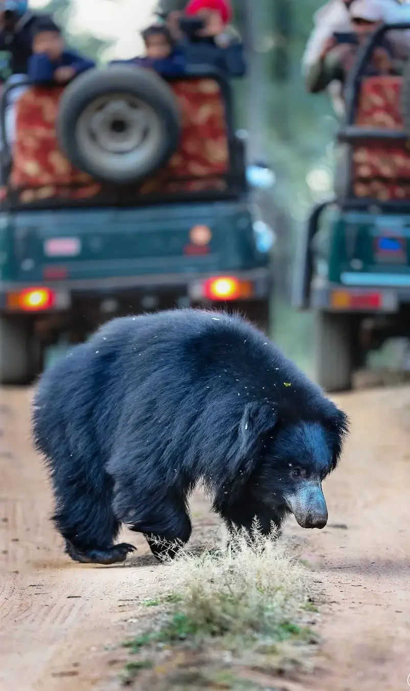 Satpura national park tour package