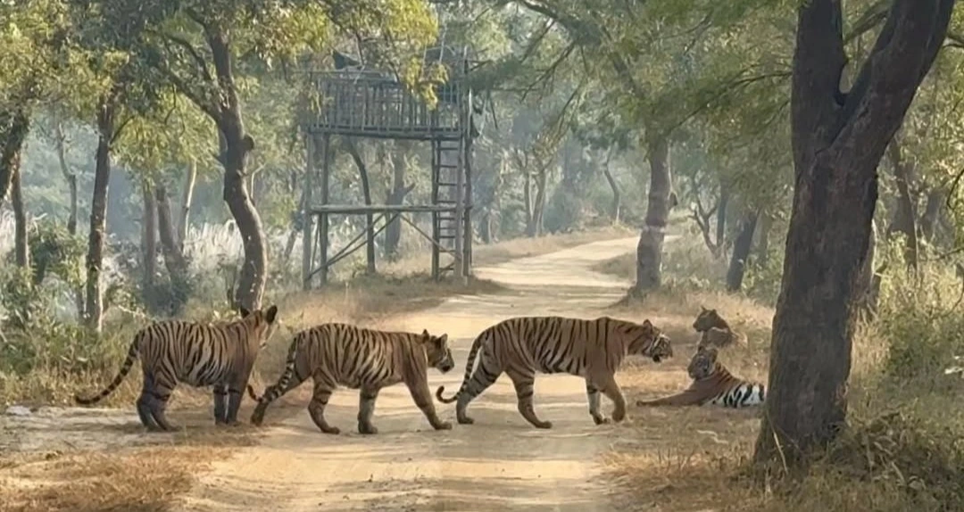 Panna Tiger Reserve: Wildlife, Tigers, Safari Zones & Travel Guide